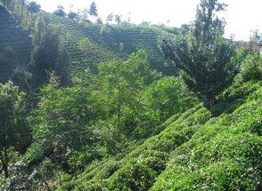 Tea (çay) plantation Rize province, Turkey
