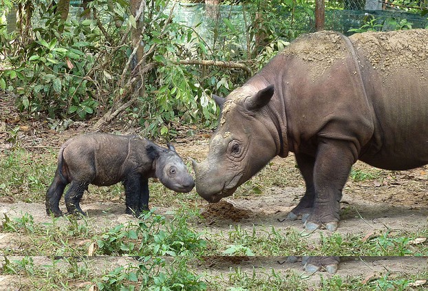 Sumatran Rhino Sanctuary (SRS), Way Kambas National Park, Lampung Province, southern Sumatra, Indonesia; photo by S. (Susie) Ellis