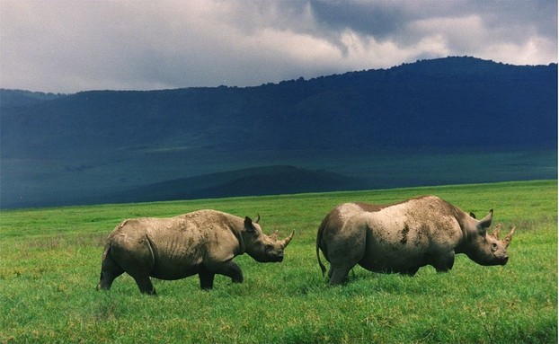 Ngorongoro Conservation Area, Ngorongoro District, Arusha Region, northeastern Tanzania, East Africa