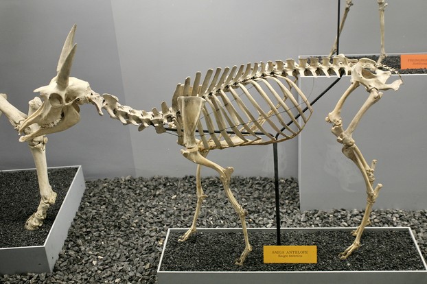 Smithsonian Institution's National Museum of Natural History, Vertebrate Zoology Department/Mammals Division, Washington D.C.
