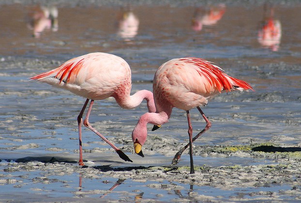 James's Flamingos at Laguna Colorada
