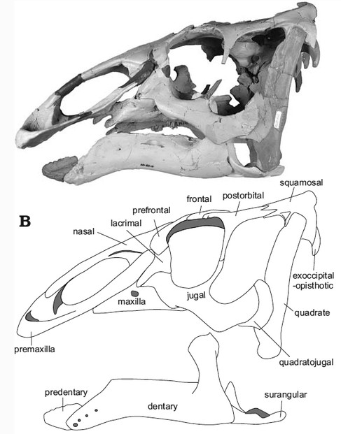 Hirotsugu Mori et al., A new Arctic hadrosaurid from the Prince Creek Formation,  Figure 4