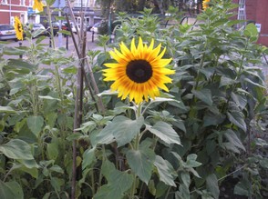 Sunflower in Cardiff