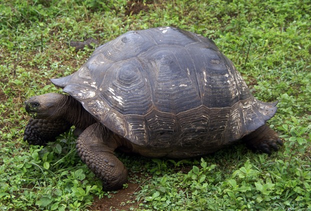Santa Cruz Island tortoise; Santa Cruz highlands, Galápagos Islands, eastern Pacific Ocean