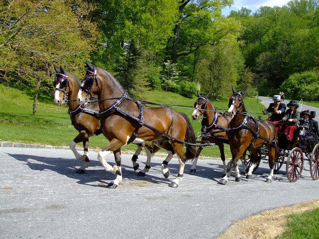 Winterthur horses