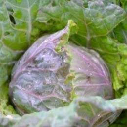 San Michelle Cabbage growing in my garden, from my 2012 Seeds from Italy selection