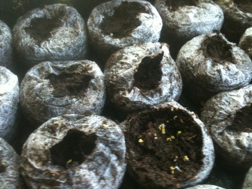 Sprouting seeds