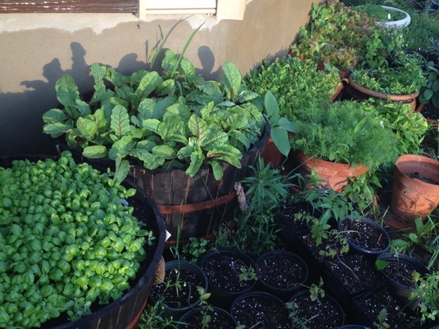 Vegetable and herb garden