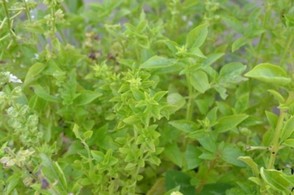Verde Piccole Basil - a smaller basil variety with intense flavor.