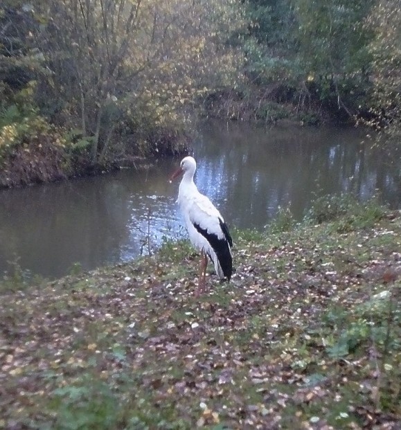 Waterside bird