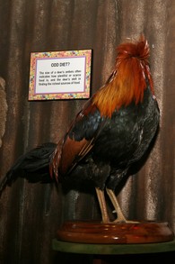 Mike The Headless Rooster