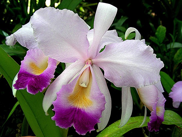 A Special Species of the Beautiful Tropical Flower