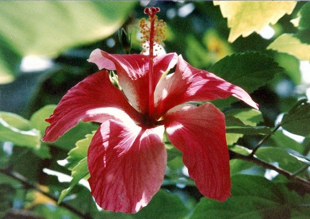 Red Hibiscus in Author's Yard