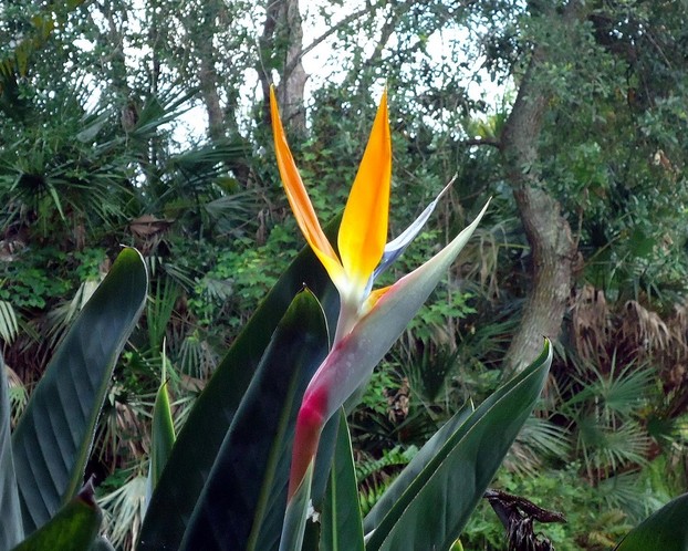 Bird of Paradise in the Woods