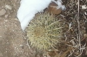 Hi-desert Cacti have to be frost hearty