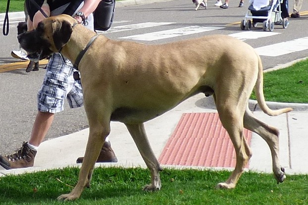 Great Dane "Scurrying"