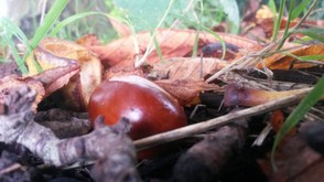 CONKERS