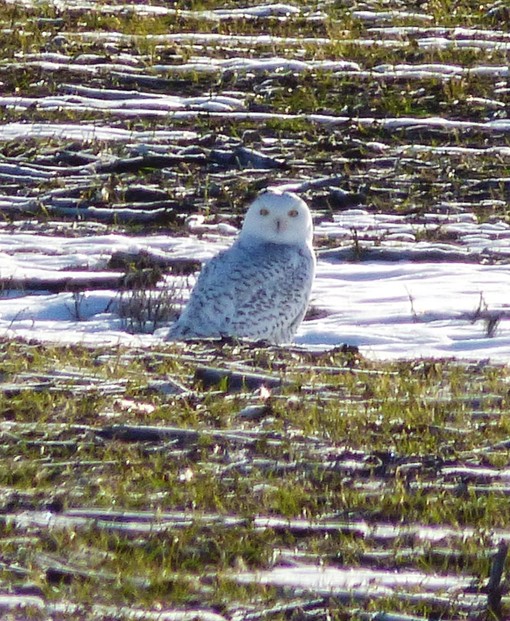 Snowy Owl Photo was taken in Colorado by Scott Manwaring