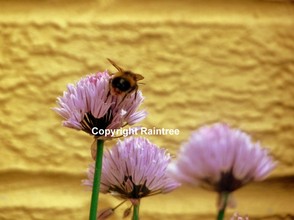 Bee On Chives