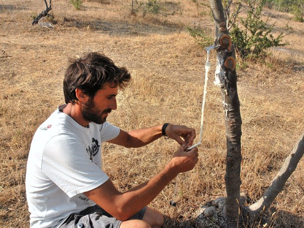 Harvesting Manna in Traditional Manner