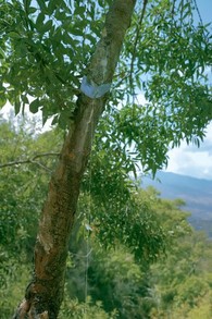 Manna Tree