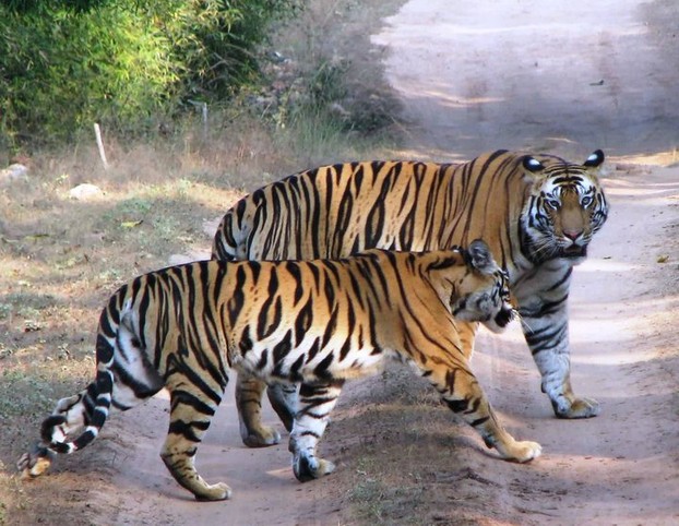Maing Tigers
