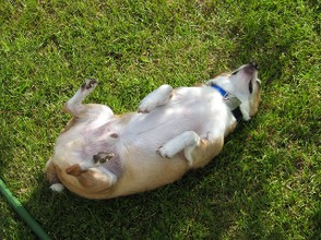 Dog rolling in grass