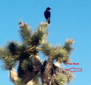 Vulture in the Tree