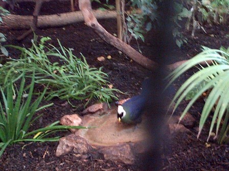 White crested Turaco