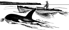 Orca Encounter - Grand Manan