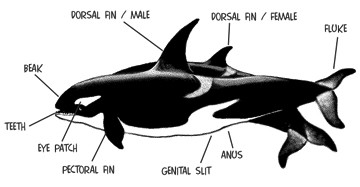 Anatomy Of A Killer Whale - Anatomical Charts & Posters