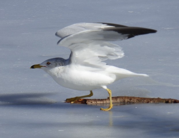 Ringed-bill Gull Taking Flight