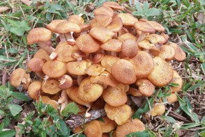 Honey Fungus