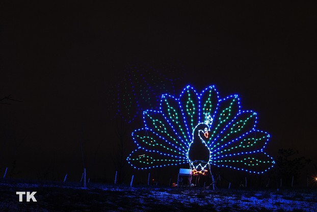 Peacock Christmas Lights