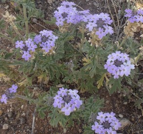 Prostrate Vervain