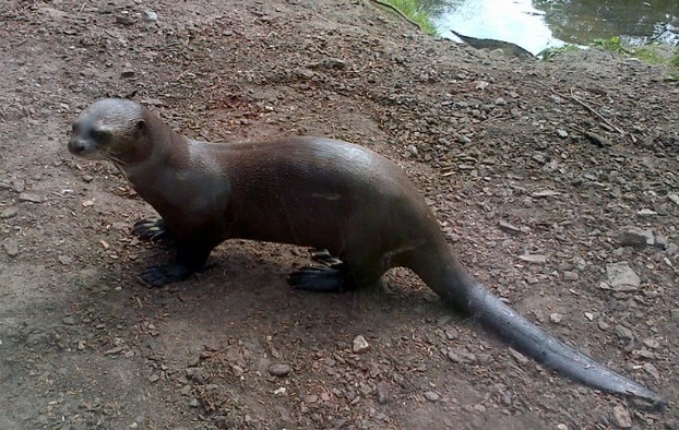 A Giant Otter