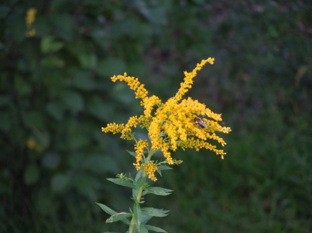 Goldenrod (Solidago sp.) is a plant native to North America that is strongly allelopathic.