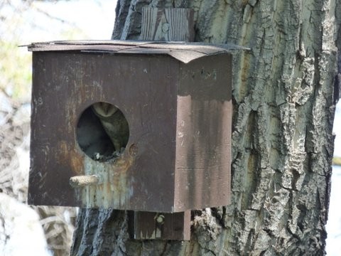 Barn Owl in a Nest Box