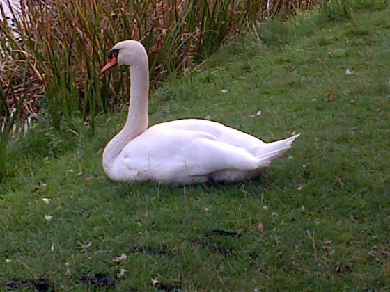 very calm swan on the bank