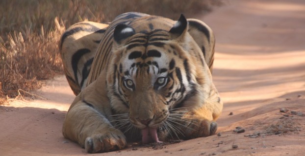 Dominant Tiger