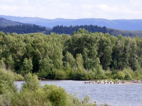 Colorado River Cormorants and White Pelicans