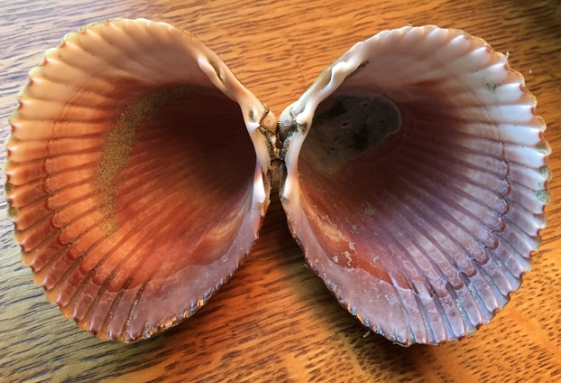 Atlantic Giant Cockle Shell