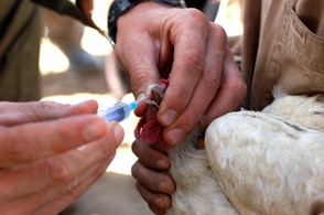 Chicken receiving a vaccination