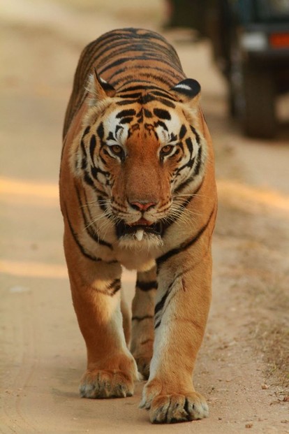 Male Tiger