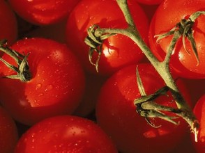 Tomatoes on Vine by  Mitch Diamond