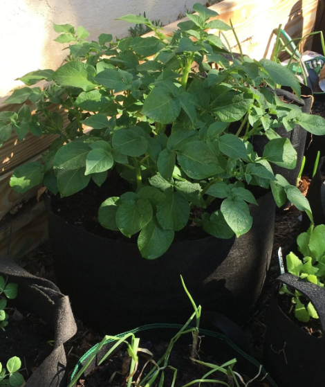 Growing Potatoes in the 7-Gallon Pot Size
