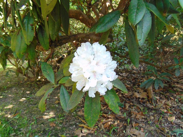 more rhododendrons