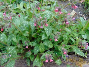 Lungwort in herb garden
