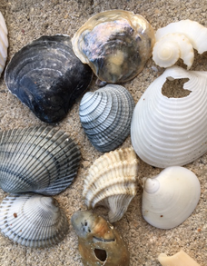 My Recent Seashell Collection