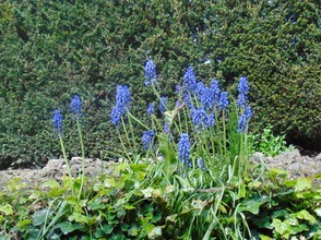 Blue dwarf hyacinth